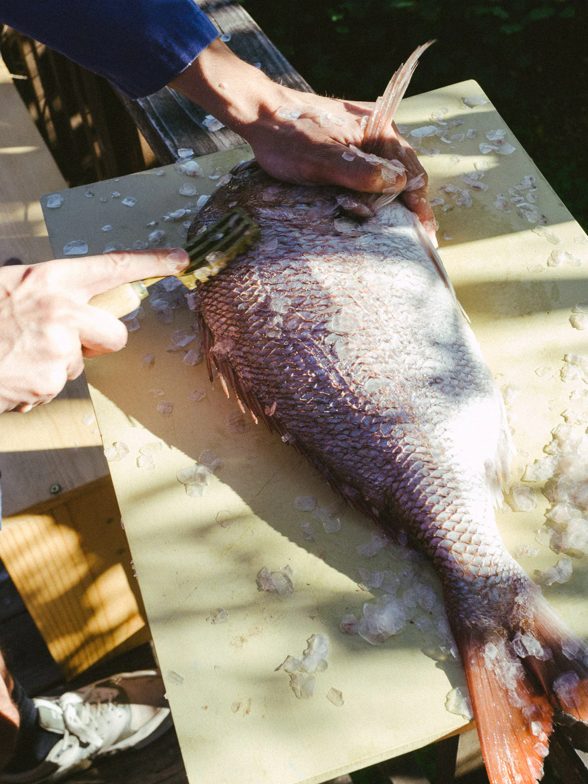 Japanese Fish Scaler - Image 4