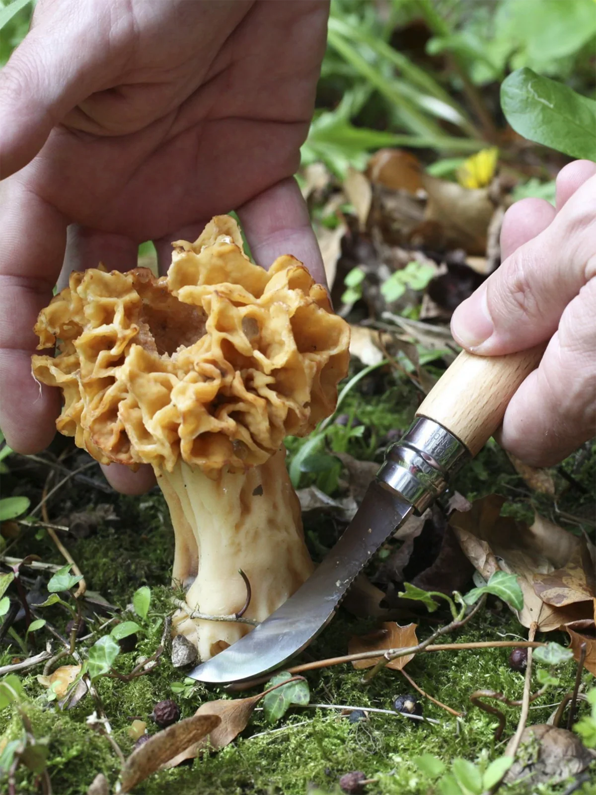 No. 08 Mushroom Knife - Image 4